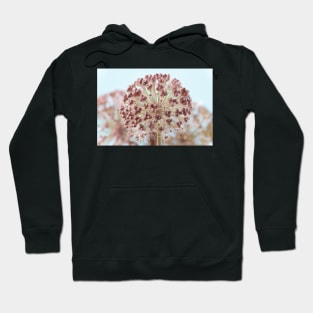 Allium karataviense   AGM  Kara Tau garlic  Seed heads Hoodie